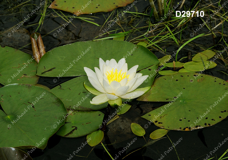 Fragrant Water-lily (Nymphaea odorata)